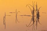 River Grass At Sunrise_50412